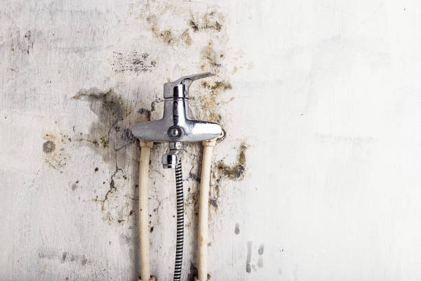 Best Mold Removal Near Me  in Abaster, AL