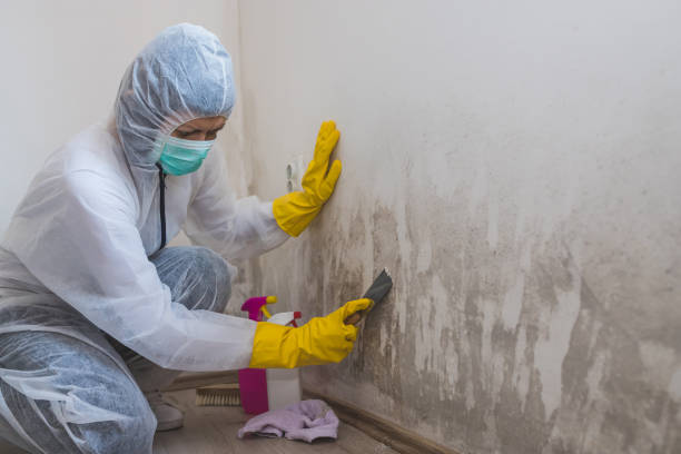 Professional Mold Removal in Alabaster, AL