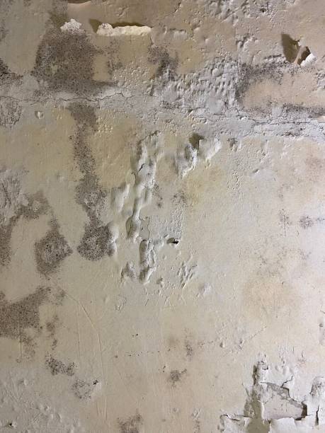 Best Mold Cleaning Services  in Abaster, AL