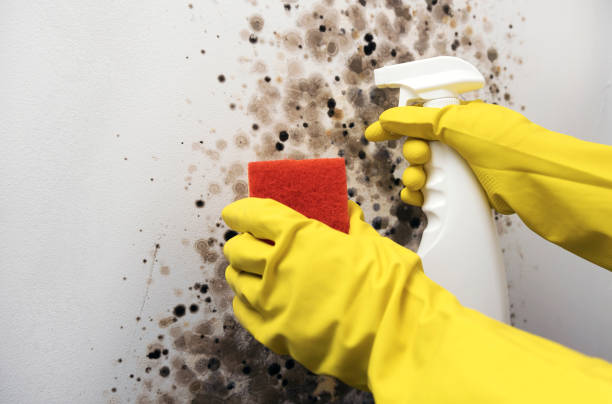 Best Black Mold Removal  in Abaster, AL