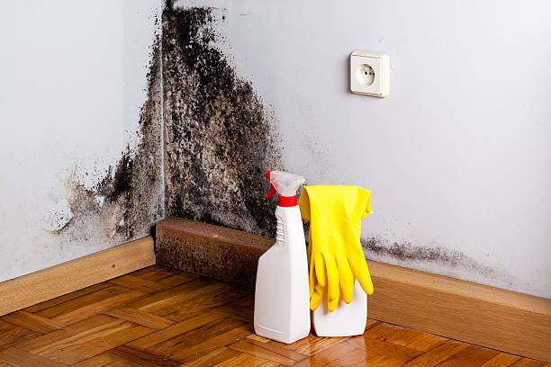 Best Certified Mold Removal  in Abaster, AL