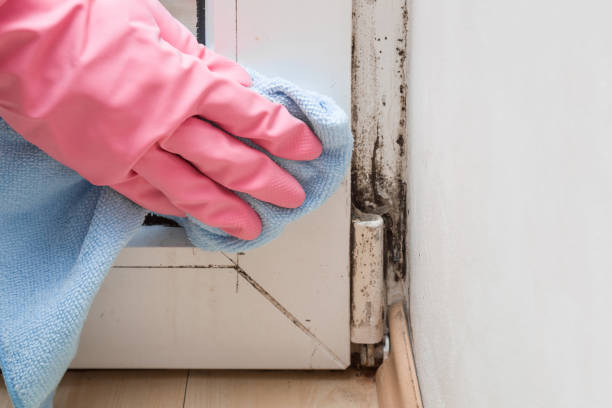 Best Black Mold Removal  in Abaster, AL