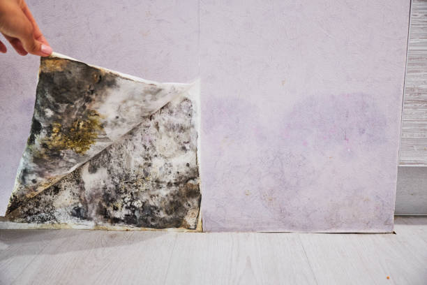 Best Mold Removal Specialists  in Abaster, AL